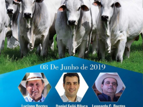 ?2º Leilão Nelore JV? acontece no próximo dia 8