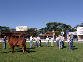 Inscrições abertas para o Curso de Julgamento de Zebuínos
