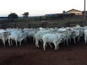 Nelore MT promove PGP coletiva a pasto