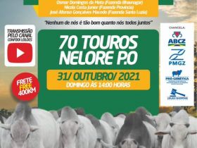 13º Leilão Elo do Norte - Edição Virtual é já neste domingo  