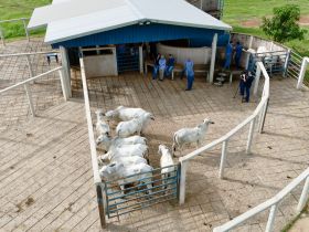 Começa a PGP da raça Tabapuã na Fazenda Experimental da ABCZ