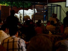 ExpoGenética: temporada de leilões começa no dia 15 de agosto