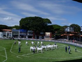 ExpoZebu 2022: Número de animais inscritos já é 86% maior na comparação com edição anterior