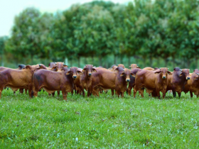 Shopping Reserva da Bom Jesus ? Sindi segue até o dia 5 de maio