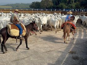 Fazenda São Leopoldo Mandic recebe visita técnica da ABCZ para avaliação de animais da raça Nelore