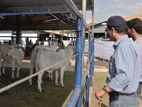 Julgamento a campo é novidade na ExpoZebu 2016