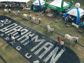 ABCZ TV retransmite, ao vivo, os julgamentos do Congresso Mundial de Brahman, em Mariano Roque Alonso, no Paraguai