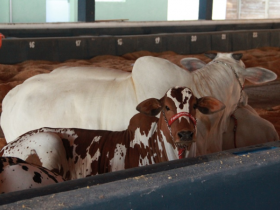 O Nelore Pintado já chegou a ExpoZebu 