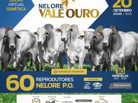 Leilão Virtual Nelore Vale Ouro será realizado no próximo dia 20 