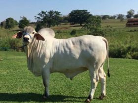 Raça Tabapuã abre agenda na ExpoZebu 2017