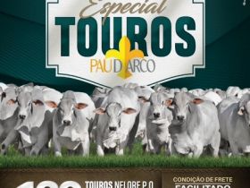 Leilão Especial Touros Pau D'Arco colocará à venda 120 touros Nelore PO