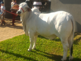 Expositores da raça Brahman promovem degustação de carne durante o Show Rural