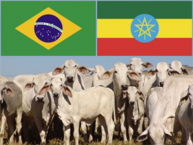 Brasil abre mercado de sêmen e embriões bovinos para a Etiópia
