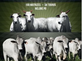 Leilão Mônica Marchett vai oferecer 134 animais no próximo domingo