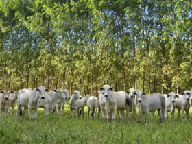 Embrapa apresenta tecnologias na ExpoZebu Dinâmica 2015