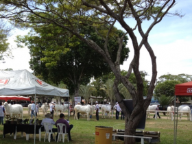 Nelore Capixaba encerra evento com sucesso