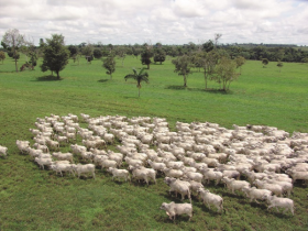 DSM é a nova apoiadora do Projeto Equação da Pecuária Eficiente