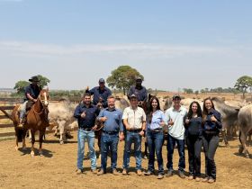 PMGZ Carne: abate de animais da ACN Agropecuária registra 25 arrobas aos 22 meses, superior à média dos frigoríficos