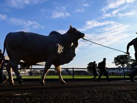 91ª ExpoZebu: Zebu Connect Day é um dos destaques da programação desta segunda-feira (27)
