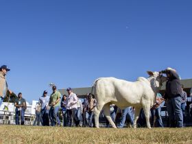 Últimas vagas para curso de julgamento das raças zebuínas