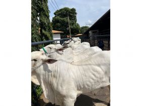 90ª ExpoZebu: ABCZ inova na recepção e identificação de animais inscritos para os julgamentos