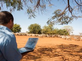 ABCZ anuncia novidades no Programa de Melhoramento Genético de Zebuínos 