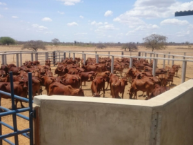 Sindi comemora registro do rebanho fechado da Embrapa