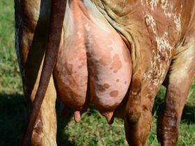 ExpoLeite terá workshop sobre avaliação linear