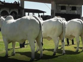 ExpoZebu 2022: ABCZ anuncia jurados para os campeonatos Matriz Modelo e Modelo Frigorífico