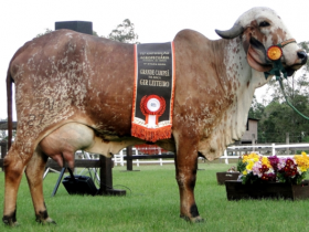 Criadores gauchos realizam a 4ª edição da Exposição Gaúcha de Zebu em Alegrete