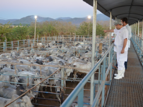 Circuito Boi Verde de Nelore acontece no Pará