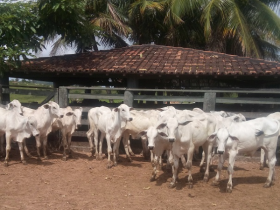 Pará sedia PGP da raça nelore