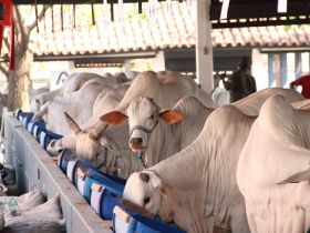 Raças Brahman, Gir Leiteiro e Nelore movimentam o Parque Fernando Costa.