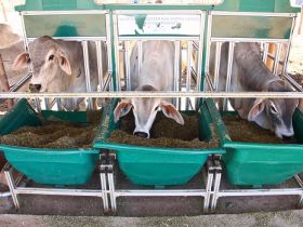 ABCZ divulga o regulamento do TDEA PNAT 2019