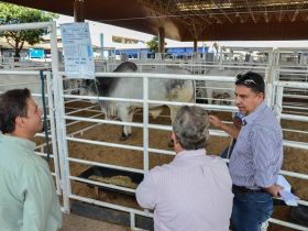 Animais da ExpoGenética começam a chegar no Parque Fernando Costa