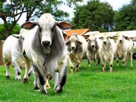 Zebu a Campo desperta interesse em criadores de Brahman 