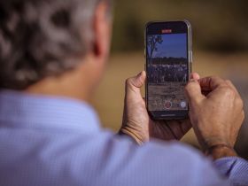 Com novidades, ABCZ divulga atualização das avaliações genéticas do PMGZ Corte (AG 2024-3)