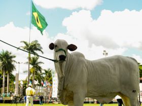 88ª ExpoZebu: Confira a programação para esta quinta-feira (4)