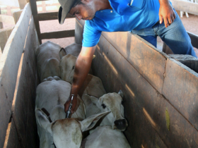 Domingo termina campanha contra aftosa