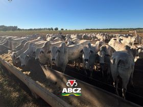 PMGZ Carne: Nelore Vera Cruz participa novamente do programa com mais de 200 animais