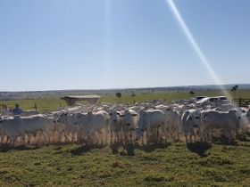 Gerente de Fomento e técnico de campo da ABCZ visitam a Fazenda Modelo parceiro do PMGZ em MS