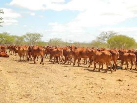 Comissão da ABCZ avalia criatório de sindi da Embrapa Semiárido