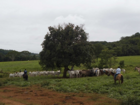 Curso de manejo da ABCZ qualifica profissionais para lida no campo