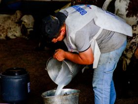 90ª ExpoZebu: Concurso Leiteiro já soma 82 matrizes confirmadas