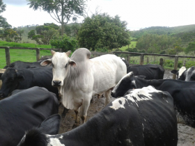 Capacitação do Pró-Genética destaca produção de leite com bezerros para o corte 