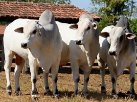 Gurupi/TO terá feira de touros melhoradores