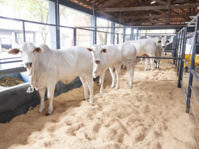 ExpoGenética 2018 começa neste sábado (18), celebrando os 50 anos do PMGZ