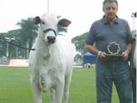 Falece criador de Nelore Fábio Costa