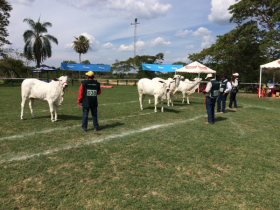 Jurados da ABCZ definem campeões de exposição na Bolívia