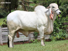 Raça Indubrasil estreia na ExpoAgro Afubra, em Rio Pardo (RS)